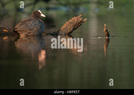 La folaga fulica atra appollaiato sul log riflessa in un sereno Lago, Essex, Settembre Foto Stock