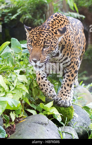 Jaguar caccia in Costa Rica Foto Stock