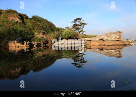 Riflessioni sulla calma mattina Creekside Foto Stock