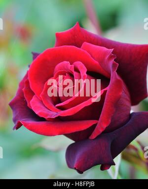 Splendida fioritura del segreto profondo Rose Foto Stock