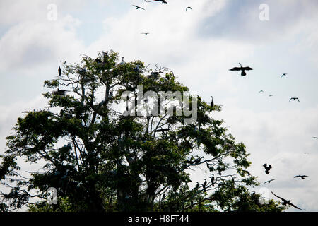 Albanese Prek massimo il santuario degli uccelli, Lago Tonle Sap, Cambogia Foto Stock