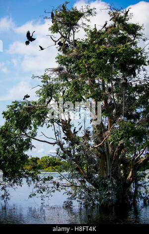 Albanese Prek massimo il santuario degli uccelli, Lago Tonle Sap, Cambogia Foto Stock