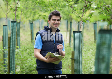 Forestazione con appunti controllo giovani alberi Foto Stock