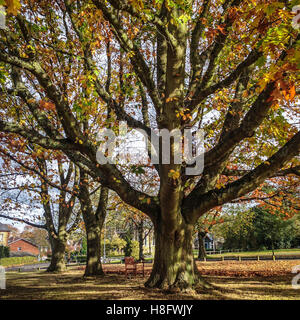 I tronchi di tre alberi di sicomoro in autunno, in inverno al sole con rosso e foglie d'oro di autunno. Foto Stock