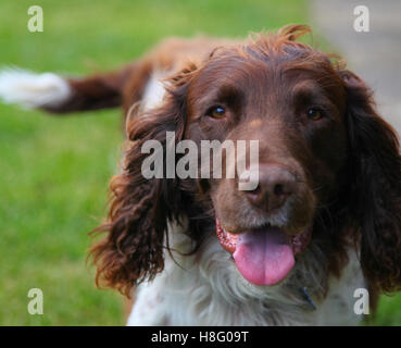 Inglese Springer Spaniel, marrone e fegato, marrone e bianco, canino, Gun Dog, energico, attivo, lavoratore duro, lavoro sul campo, attento desideroso, bello, animale domestico Foto Stock