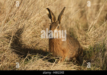 Un marrone lepre (Lepus europaeus) ubicazione nella prateria. Foto Stock