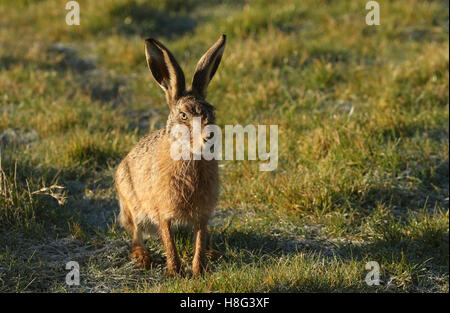 Un marrone lepre (Lepus europaeus) in piedi in un campo su un gelido mattino. Foto Stock