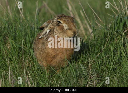 Un marrone lepre (Lepus europaeus) mangia l'erba. Foto Stock