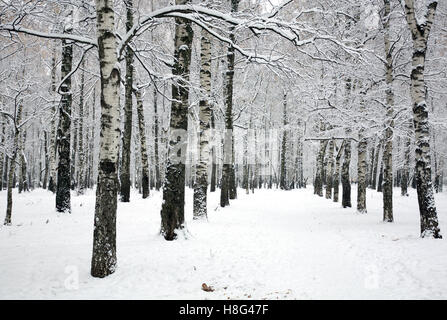 Bel sentiero nel boschetto di betulle coperti con rami di neve Foto Stock