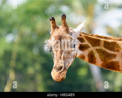 Giraffa settentrionale (Giraffa Camelopardalis) ritratto Foto Stock