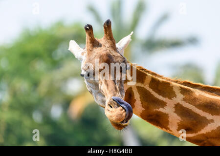 Giraffa settentrionale (Giraffa Camelopardalis) ritratto Foto Stock