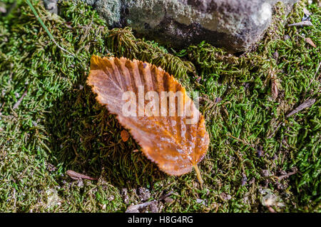 FORET DE ST PONS, FEUILLE DE HETRE, GEMENOS BDR 13 FRANCIA Foto Stock