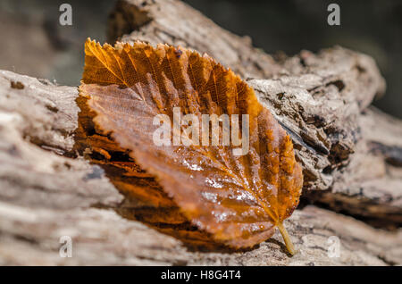 FORET DE ST PONS, FEUILLE DE HETRE, GEMENOS BDR 13 FRANCIA Foto Stock