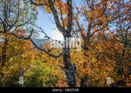 FORET DE STE BAUME, ARBRES EN AUTOMNE, VAR 83 FRANCIA Foto Stock