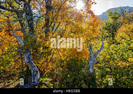 FORET DE STE BAUME, ARBRES EN AUTOMNE, VAR 83 FRANCIA Foto Stock