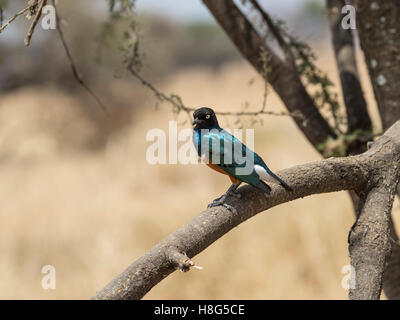 Superba starling appollaiato su un ramo nel Parco Nazionale di Tarangire e, Tanzania Foto Stock