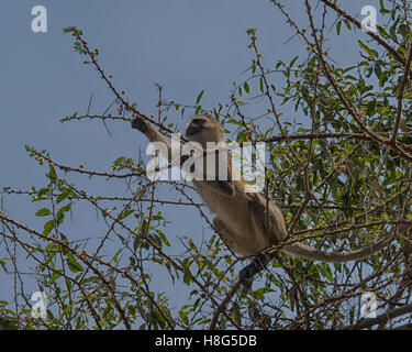 Vervet monkey in alberi nel Parco Nazionale di Tarangire e, Tanzania Foto Stock