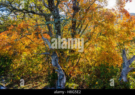 FORET DE STE BAUME, ARBRES EN AUTOMNE, VAR 83 FRANCIA Foto Stock