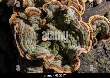 FORET DE STE BAUME, POLYPORES, VAR 83 FRANCIA Foto Stock