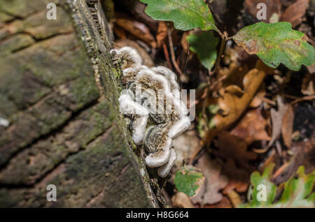 FORET DE STE BAUME, POLYPORES, VAR 83 FRANCIA Foto Stock