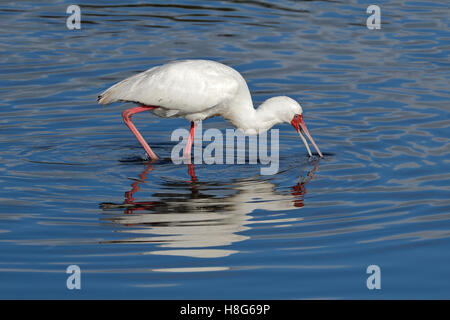 African spatola (Platalea alba) rovistando in acque poco profonde, Sud Africa Foto Stock