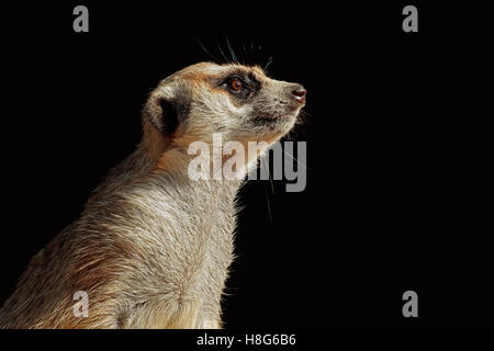 Ritratto di un avviso meerkat (Suricata suricatta) sul nero, Sud Africa Foto Stock