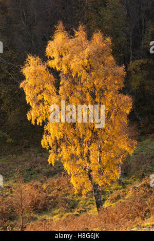 Le foglie di autunno su un argento Betulla Betula pendula glow in luce dal sunrise. Foto Stock