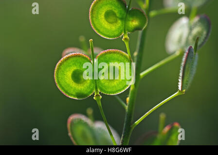 Frutti di fiori selvaggi didyma Biscutella, il Buckler di senape, dalla famiglia brassicaceae Foto Stock