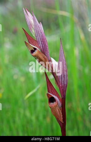 Questo è il millefiori Serapias vomeracea, lungo serapias a labbro o aratro-condividere serapias - Un orchidea selvatica Foto Stock