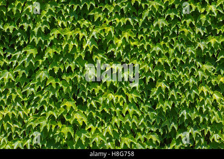 Parthenocissus tricuspidata, Boston ivy o Giapponese, superriduttore dalla famiglia Vitaceae Foto Stock