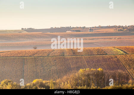 Colore di autunno nei vigneti di Prehy vicino a Chablis, Francia. La zona è famosa per i suoi vini Chardonnay. Foto Stock