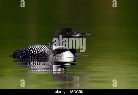 Loon comune (Gavia immer) Nuoto con pulcino nelle ombre su un verde lago riflettente in Canada Foto Stock