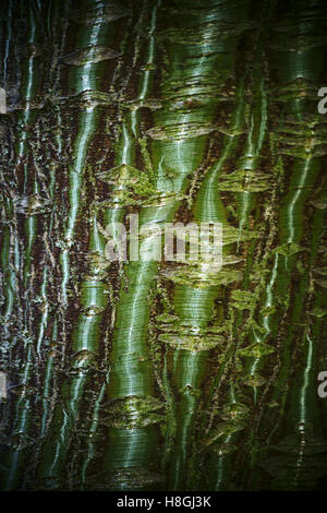 Corteccia di acero con striping Foto Stock