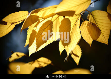 Foglie di autunno Yellow Birch Foto Stock