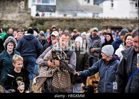 Spiaggia del Nord;, Newquay Cornwall. 12 Novembre, 2016. Centinaia di amanti dei cani e dei loro animali domestici girare fuori per celebrare la vita di noce, un 18 enne whippet, come egli prende la sua ultima passeggiata sul suo amato Porth Beach. Il suo proprietario, Mark Woods come doveva prendere la decisione dolorosa di noce hanno messo a dormire questo pomeriggio ma ha voluto lui per avere un ultimo a piedi accompagnati da molti come gli amanti del cane e i loro animali domestici come possibile. Fotografo: Gordon Scammell/Alamy Live News. Foto Stock