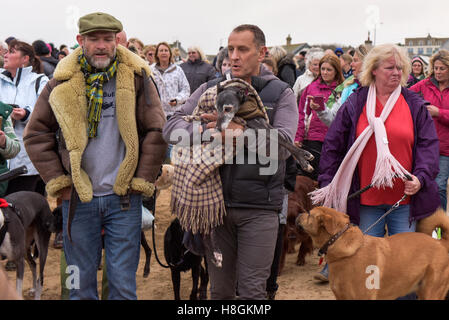 Porth Beach;, Newquay Cornwall. 12 Novembre, 2016. Centinaia di amanti dei cani e i loro animali domestici a sua volta offerta un emotivo di congedo di noce, un 18 enne whippet come egli prende la sua ultima passeggiata sul suo amato Porth Beach. Il suo proprietario, Mark Woods come doveva prendere la decisione dolorosa di noce hanno messo a dormire questo pomeriggio ma ha voluto lui per avere un ultimo a piedi accompagnati da molti come gli amanti del cane e i loro animali domestici come possibile. Fotografo: Gordon Scammell/Alamy Live News. Foto Stock