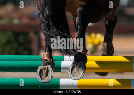 Raeford, North Carolina, USA. Xi Nov, 2016. Nov. 12, 2016 - Raeford, North Carolina, Stati Uniti d'America - stock selezionato immagini equestre dal 2016 War Horse serie evento campionati, nov. 12 a Carolina Horse Park in Raeford, N.C. Fondata nel 2013 come filiale di cabina Serie evento, il War Horse serie evento consiste di cinque prove a cavallo e prove combinate e attira piloti e i loro cavalli da tutta la parte orientale degli Stati Uniti. © Timothy L. Hale/ZUMA filo/Alamy Live News Foto Stock