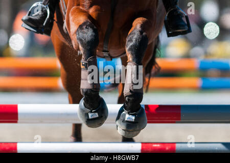 Raeford, North Carolina, USA. Xi Nov, 2016. Nov. 12, 2016 - Raeford, North Carolina, Stati Uniti d'America - stock selezionato immagini equestre dal 2016 War Horse serie evento campionati, nov. 12 a Carolina Horse Park in Raeford, N.C. Fondata nel 2013 come filiale di cabina Serie evento, il War Horse serie evento consiste di cinque prove a cavallo e prove combinate e attira piloti e i loro cavalli da tutta la parte orientale degli Stati Uniti. © Timothy L. Hale/ZUMA filo/Alamy Live News Foto Stock