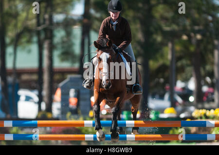 Raeford, North Carolina, USA. Xi Nov, 2016. Nov. 12, 2016 - Raeford, North Carolina, Stati Uniti d'America - stock selezionato immagini equestre dal 2016 War Horse serie evento campionati, nov. 12 a Carolina Horse Park in Raeford, N.C. Fondata nel 2013 come filiale di cabina Serie evento, il War Horse serie evento consiste di cinque prove a cavallo e prove combinate e attira piloti e i loro cavalli da tutta la parte orientale degli Stati Uniti. © Timothy L. Hale/ZUMA filo/Alamy Live News Foto Stock