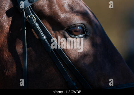 Raeford, North Carolina, USA. Xi Nov, 2016. Nov. 12, 2016 - Raeford, North Carolina, Stati Uniti d'America - stock selezionato immagini equestre dal 2016 War Horse serie evento campionati, nov. 12 a Carolina Horse Park in Raeford, N.C. Fondata nel 2013 come filiale di cabina Serie evento, il War Horse serie evento consiste di cinque prove a cavallo e prove combinate e attira piloti e i loro cavalli da tutta la parte orientale degli Stati Uniti. © Timothy L. Hale/ZUMA filo/Alamy Live News Foto Stock