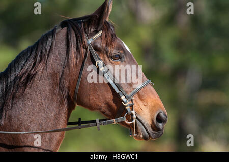 Raeford, North Carolina, USA. Xi Nov, 2016. Nov. 12, 2016 - Raeford, North Carolina, Stati Uniti d'America - stock selezionato immagini equestre dal 2016 War Horse serie evento campionati, nov. 12 a Carolina Horse Park in Raeford, N.C. Fondata nel 2013 come filiale di cabina Serie evento, il War Horse serie evento consiste di cinque prove a cavallo e prove combinate e attira piloti e i loro cavalli da tutta la parte orientale degli Stati Uniti. © Timothy L. Hale/ZUMA filo/Alamy Live News Foto Stock