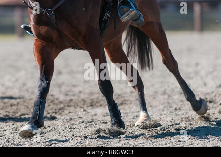 Raeford, North Carolina, USA. Xi Nov, 2016. Nov. 12, 2016 - Raeford, North Carolina, Stati Uniti d'America - stock selezionato immagini equestre dal 2016 War Horse serie evento campionati, nov. 12 a Carolina Horse Park in Raeford, N.C. Fondata nel 2013 come filiale di cabina Serie evento, il War Horse serie evento consiste di cinque prove a cavallo e prove combinate e attira piloti e i loro cavalli da tutta la parte orientale degli Stati Uniti. © Timothy L. Hale/ZUMA filo/Alamy Live News Foto Stock