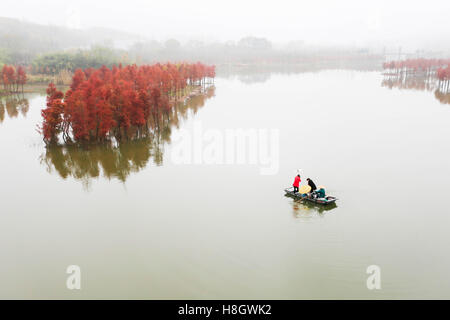 Pechino, cinese della provincia di Jiangsu. Xi Nov, 2016. I turisti barca sul Lago Tianquan circondato da redwoods luccicanti in un luminoso autunno rosso in Xuyi County, est cinese della provincia di Jiangsu, nov. 11, 2016. © Zhou Haijun/Xinhua/Alamy Live News Foto Stock