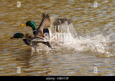 Melton Mowbray, Leicestershire, Regno Unito. 13 Novembre, 2016. Anatre e gabbiani battaglia per il week-end di bit di punta del pane come in inverno si avvicina. Visita di bird-watching guardare fuori per il re dei pescatori, i visitatori possono alimentare la Germani reali & Credit: Clifford Norton/Alamy Live News Foto Stock