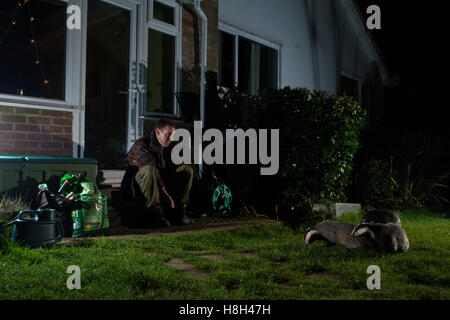 Un uomo godendo di un incontro ravvicinato con badgers nel suo giardino di notte, Hastings, East Sussex, Regno Unito Foto Stock