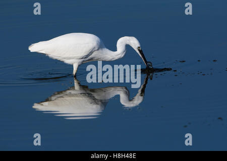 Una Garzetta (Egretta garzetta) trampolieri e alimentando in acque poco profonde, segala Harbour riserva naturale, East Sussex, Regno Unito Foto Stock