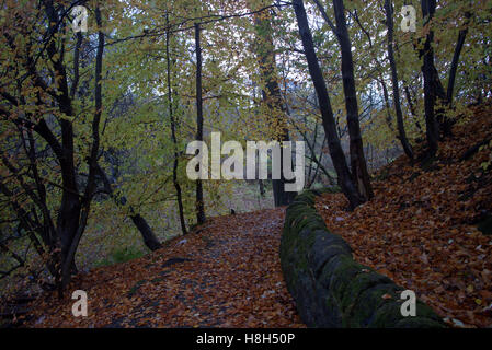 Garscarden burn parco pubblico drumchapel percorso di alberi Foto Stock