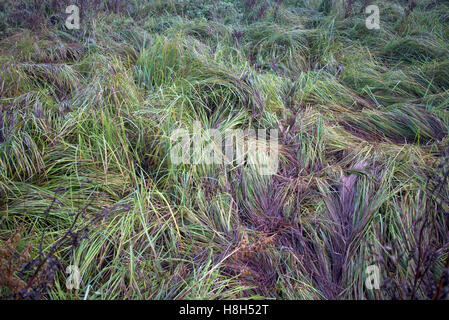 Scottish wild prato sullo sfondo di fiori e di erbe infestanti Foto Stock