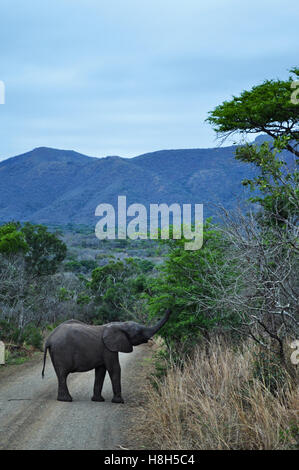 Safari in Sud Africa, savana verde: un bambino elefante in Hluhluwe Imfolozi Game Reserve, la più antica riserva istituita in Africa, nel 1895 Foto Stock