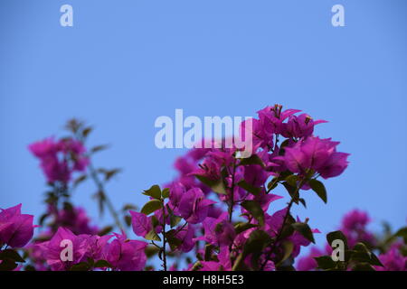 Il Bougainvillea contro il cielo blu Foto Stock